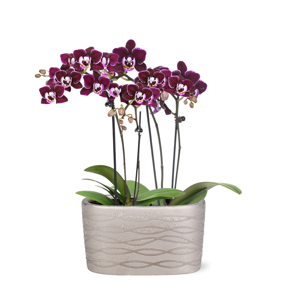 Mini Dark Purple Orchid in Silver Ceramic Planter