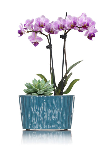 August Plant of the Month: Orchid and Succulent Planter Duo